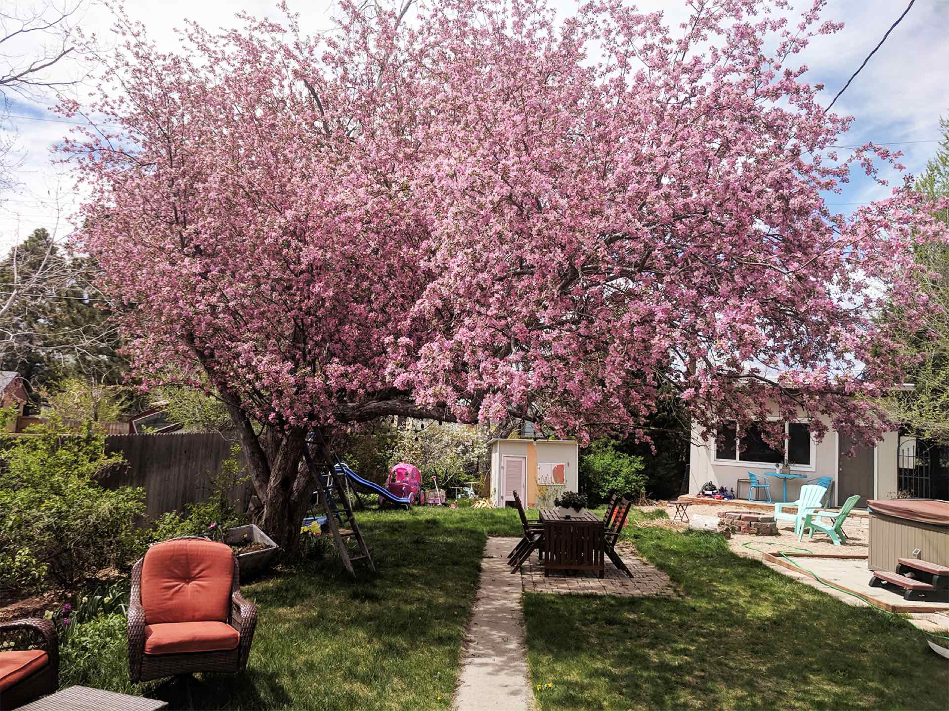 The tree in full pink bloom over the backyard