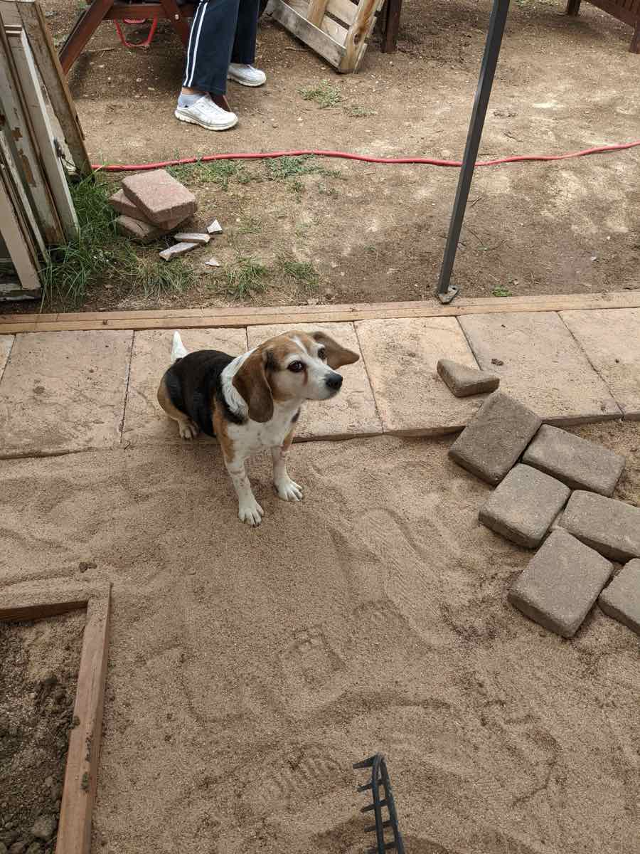 Laying the floor (4 of 5)
